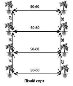 Схема посадки полуниці (схема посадки клубники)