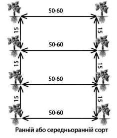 Схема посадки полуниці (схема посадки клубники)
